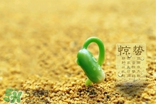 驚蟄節(jié)氣吃什么水果？驚蟄養(yǎng)生吃什么水果好？