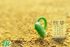 驚蟄如何養(yǎng)生？驚蟄前后如何養(yǎng)生？
