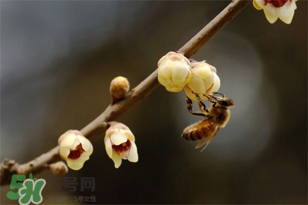 驚蟄要吃芋頭嗎？驚蟄為什么吃芋頭？
