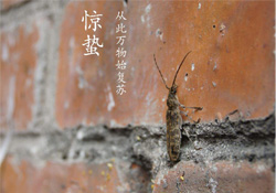 驚蟄可以去掃墓嗎？驚蟄可以去上墳嗎？