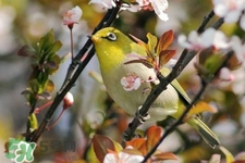 禽流感期間能接觸鳥(niǎo)糞嗎？碰到鳥(niǎo)糞會(huì)得禽流感嗎？