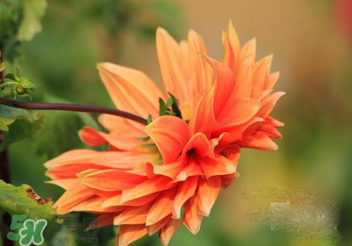 花粉過敏會(huì)遺傳嗎？花粉過敏為什么會(huì)遺傳？