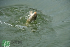 三月份可以釣魚(yú)了嗎？三月份好釣魚(yú)嗎？