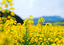 油菜花能開多久？油菜花花期有多長？
