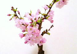 櫻花可以盆栽嗎？櫻花盆栽好養(yǎng)嗎？