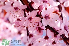 櫻花可以泡水嗎？櫻花泡水喝的功效與作用
