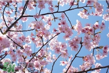 盆栽櫻花要經(jīng)常澆水嗎？櫻花盆栽幾天澆一次水？