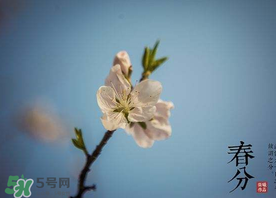 春分種什么菜？春分適合種什么菜？