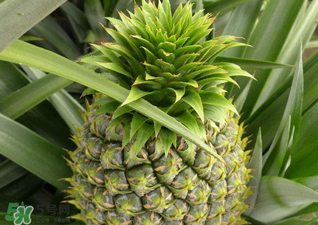 綠菠蘿可以吃嗎？菠蘿是綠的能吃嗎？