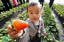 寶寶能吃草莓嗎？寶寶吃草莓好嗎？