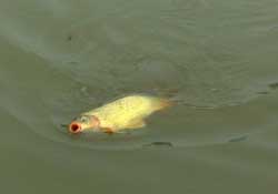 驚蟄前后可以夜釣鯉魚嗎？驚蟄前后釣魚技巧