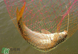 驚蟄前后好釣魚嗎？驚蟄前后釣魚技巧
