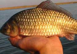 驚蟄前后好釣魚嗎？驚蟄前后釣魚技巧