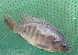 驚蟄能釣魚嗎？驚蟄釣什么魚好？