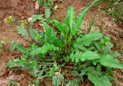 痛風能吃薺菜嗎？痛風病人能吃薺菜嗎？