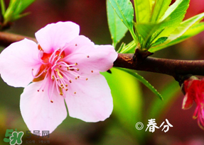 2017年春分是什么時(shí)候？2017年春分是幾月幾號？