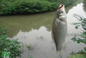 春分節(jié)氣好釣魚嗎？春分釣魚技巧