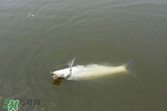 春分節(jié)氣好釣魚嗎？春分釣魚技巧