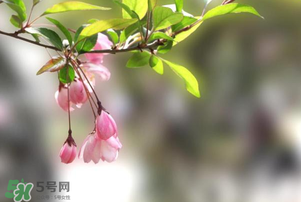 春分開什么花？春分什么花開？