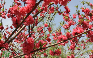 春分開什么花？春分什么花開？