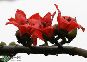 春分會下雨嗎？春分節(jié)氣下雨好還是不好？