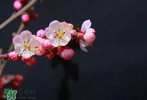 春分會下雨嗎？春分節(jié)氣下雨好還是不好？
