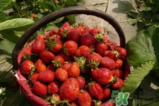 家里可以種草莓嗎？陽臺上可以種草莓嗎？