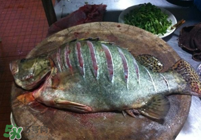 三月份吃什么魚？3月份吃什么魚好？