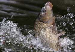 驚蟄過后好釣魚嗎？驚蟄后陰雨天好釣魚嗎？