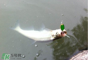 ?3月份可以釣翹嘴嗎？翹嘴幾月份好釣？