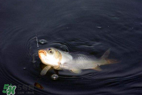 3月份釣魚用什么餌料？三月份釣魚用什么魚餌？