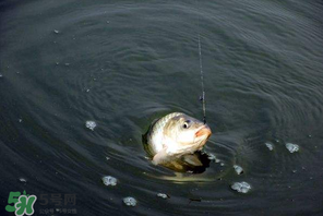 3月份釣魚用什么餌料？三月份釣魚用什么魚餌？
