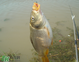 三月份釣鯉魚(yú)好釣嗎？3月份釣鯉魚(yú)用什么好？