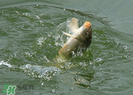 三月份釣鯉魚(yú)好釣嗎？3月份釣鯉魚(yú)用什么好？