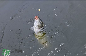 三月份釣鯉魚(yú)好釣嗎？3月份釣鯉魚(yú)用什么好？