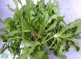 薺菜葉子黃了能吃嗎？薺菜發(fā)黃能吃嗎？