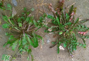 野生薺菜長(zhǎng)什么樣？野生薺菜怎么識(shí)別？
