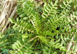 野生薺菜長(zhǎng)什么樣？野生薺菜怎么識(shí)別？