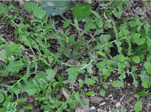 野生薺菜長(zhǎng)什么樣？野生薺菜怎么識(shí)別？