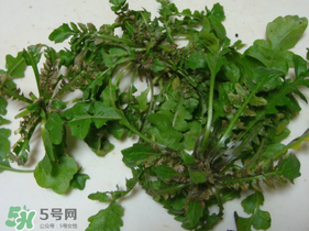 薺菜有蟲子嗎？薺菜根有蟲子嗎？
