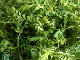 薺菜怎么保存？薺菜可以曬干存放嗎？