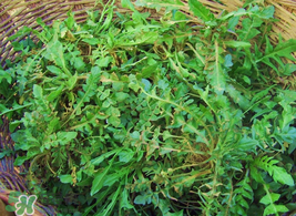 薺菜怎么保存？薺菜可以曬干存放嗎？