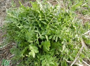 薺菜什么季節(jié)有？薺菜什么時(shí)候上市？