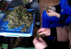 薺菜什么季節(jié)有？薺菜什么時(shí)候上市？