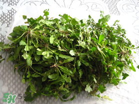 薺菜什么時候播種？薺菜什么時候挖？