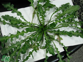薺菜什么時候播種？薺菜什么時候挖？