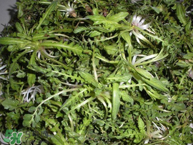 薺菜什么時候播種？薺菜什么時候挖？