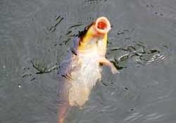 三月份釣鯉魚好釣嗎？3月份釣鯉魚用什么好？