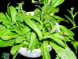 薺菜能和青菜一起吃嗎？薺菜和青菜一起吃好嗎？