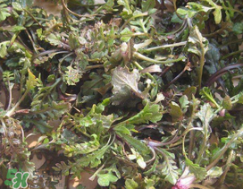 薺菜上有白點(diǎn)能吃嗎？薺菜背面有白點(diǎn)是什么？